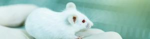 lab animal science sterilization process