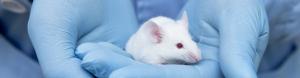 lab animal science industry